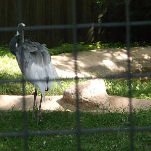 White-naped Crane