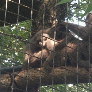 Baby Javan Gibbon
