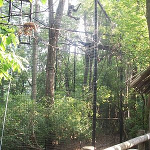 Javan Gibbon Exhibit