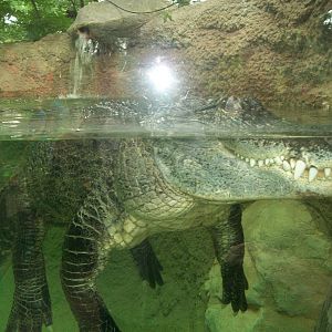 American Alligator Up Close and Personal
