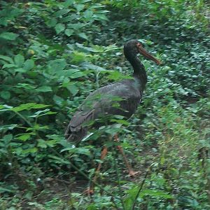 Black Stork