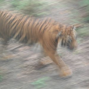Female Sumatran Tiger on the run