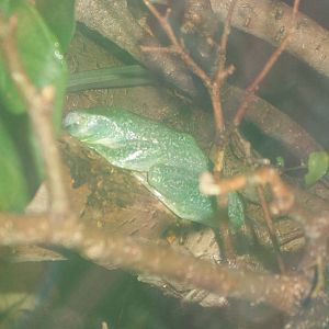 Wallace's Flying Frog