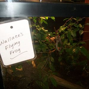 Wallace's Flying Frog Exhibit