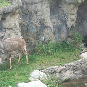 Male Greater Kudu