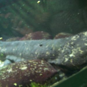 Japanese Giant Salamander
