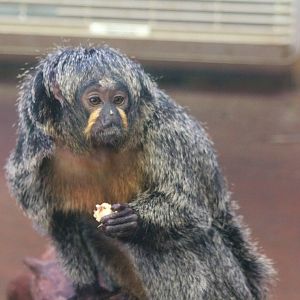 Female White Faced Saki Monkey