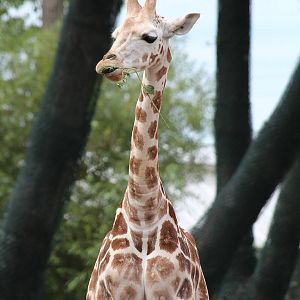 Rothschild Giraffe calf, Kanzi