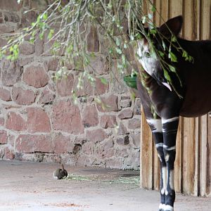 Okapi calf, Tafari and a friend