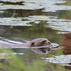 Giant Otter