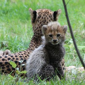 Northern Cheetah cub