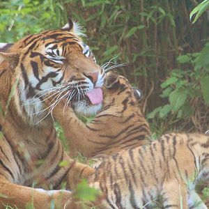 Sumatran Tiger family