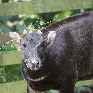 New Lowland Anoa female