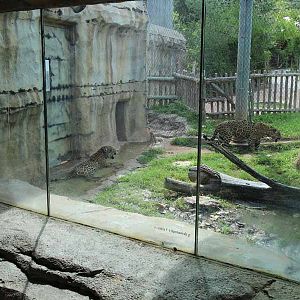 jaguar exhibit