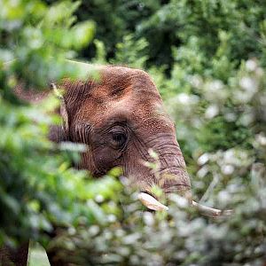 elephant in the bush