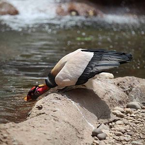 king vulture drinking