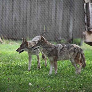 coyotes in new exhibit