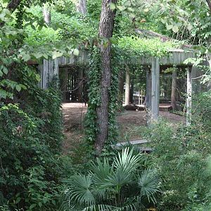 sumatran tiger exhibit