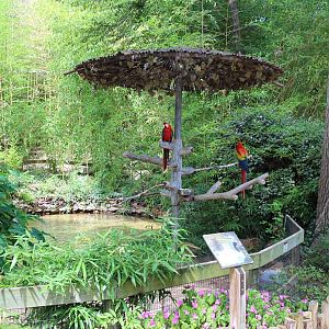 another macaw on a stick