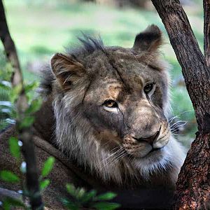 juvenile male lion