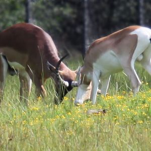impala and soemerrings sparring