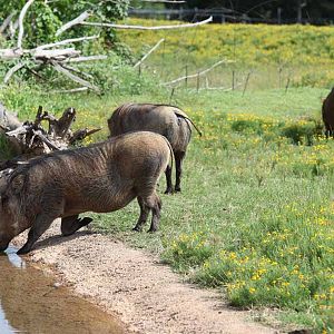 warthog drinking