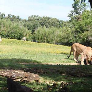 lion and soemerrings gazelles