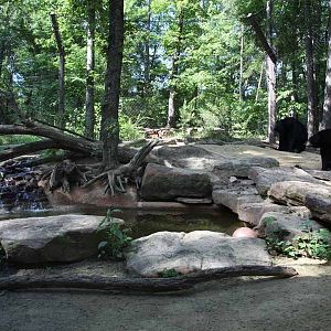 black bear exhibit