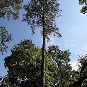 tall pine tree