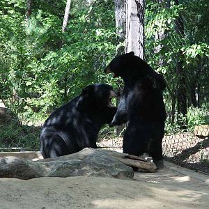 black bears sparring