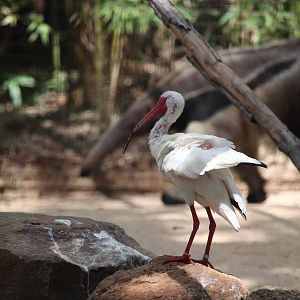 white ibis and anteater