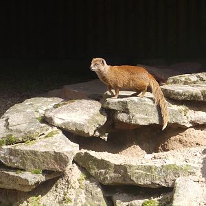Yellow Mongoose