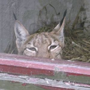Carpathian Lynx