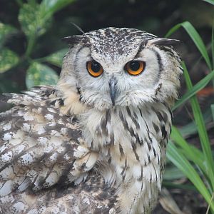 Indian Eagle owl