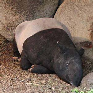 Malayan tapir