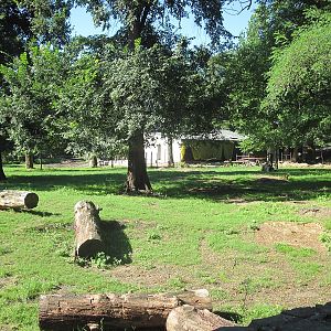 Exhibit of okapis and red river hogs - construction site