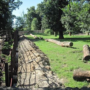 Exhibit of okapis and red river hogs - construction site