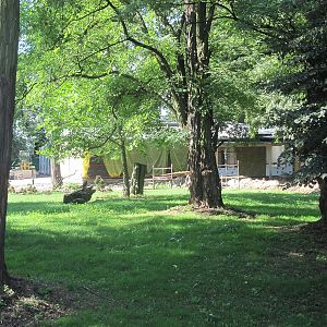 Exhibit of okapis and red river hogs - construction site