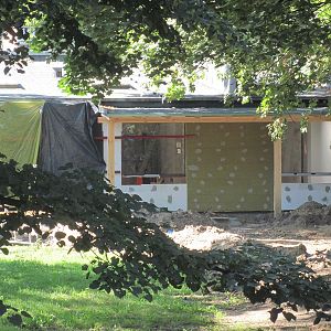 Exhibit of okapis and red river hogs - construction site