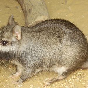 Plains Viscacha (Lagostomus maximus)