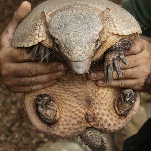 Six-banded Armadillo (Euphractus sexcinctus)