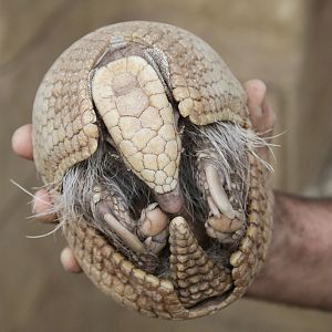 Southern Three-banded Armadillo (Tolypeutes matacus)