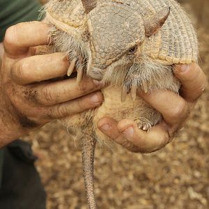 Little Hairy Armadillo (Chaetophractus vellerosus) - only one in Europe