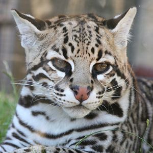 Ocelot (Leopardus pardalis)