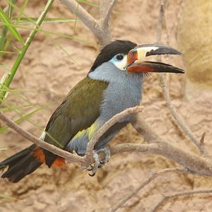 Plate-billed Mountain-toucan (Andigena laminirostris)