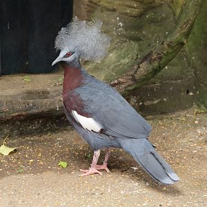 Southern Crowned Pigeon (Goura scheepmakeri)