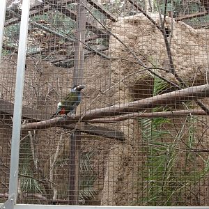 Aviary for Plate-billed Mountain Toucan