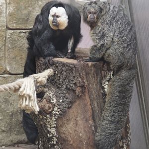 White-faced Saki Monkeys (Pithecia pithecia)