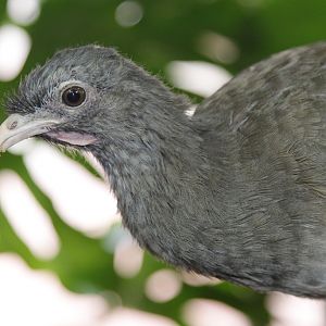 Chaco Chacalaca (Ortalis canicollis)