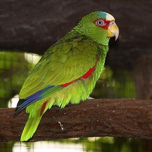 White-fronted Amazon (Amazona albifrons) - May 2010